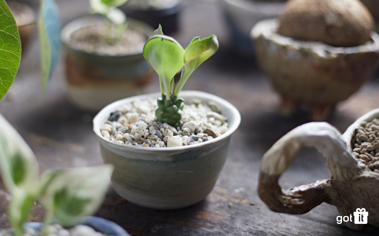 Cây cảnh phong thủy là quà tặng khai trương mang ý nghĩa tốt lành