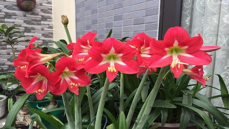 Hoa huệ đỏ rực rỡ tượng trưng cho tình yêu chân thành