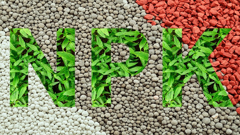 Hướng dẫn cách bón phân đúng cách cho hoa huệ đỏ