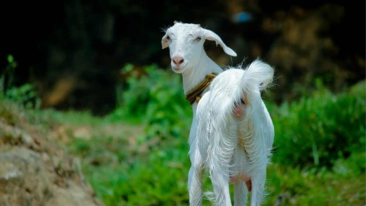 Biểu tượng các con giáp cho thấy sự hợp tuổi trong năm 2027