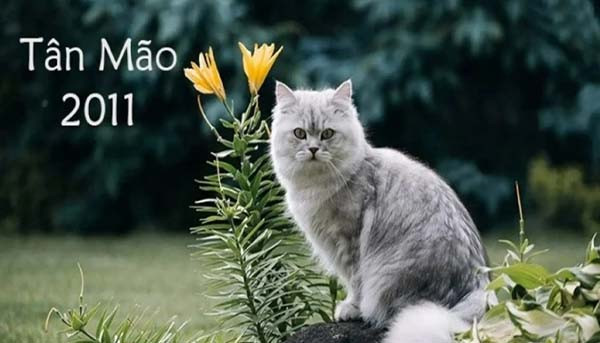 Khám phá con giáp và các đặc điểm của người sinh năm 2011