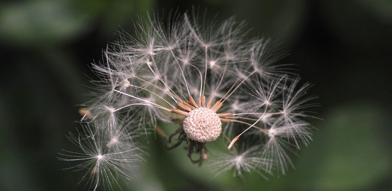 Bồ công anh thể hiện tình cảm