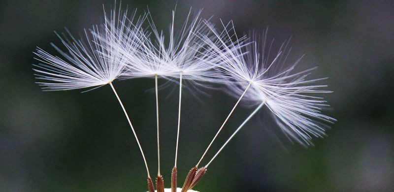 Hoa bồ công anh mang thông điệp sâu sắc