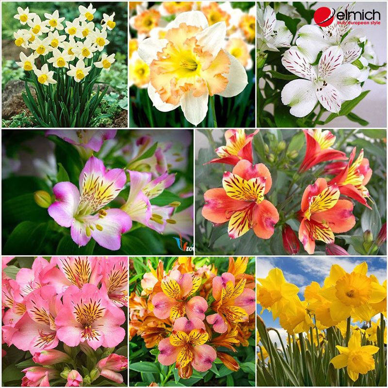 Hình ảnh hoa thủy tiên với nhiều chủng loại và màu sắc khác nhau