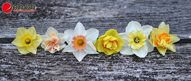 Nhiều bông hoa thủy tiên với các màu sắc khác nhau như vàng, trắng, hồng tượng trưng cho những ý nghĩa riêng