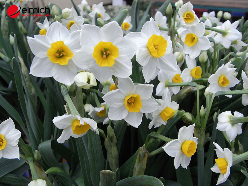 Cánh đồng hoa thủy tiên vàng rực rỡ tại Vương quốc Anh, nơi sản xuất thủy tiên lớn nhất thế giới