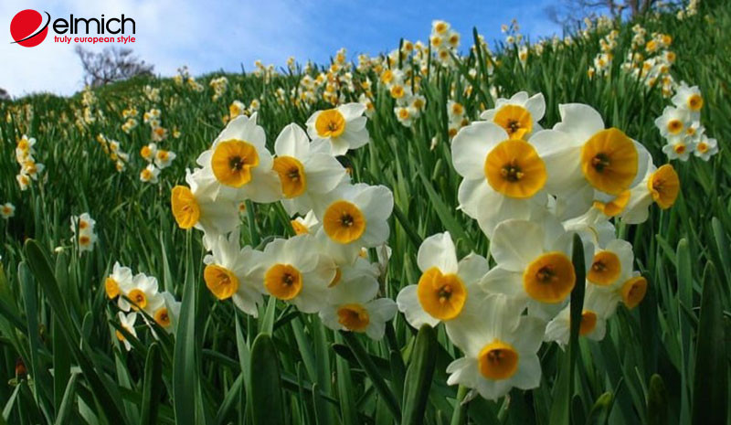 Minh họa củ hoa thủy tiên đang được đặt vào chậu đất để chuẩn bị trồng