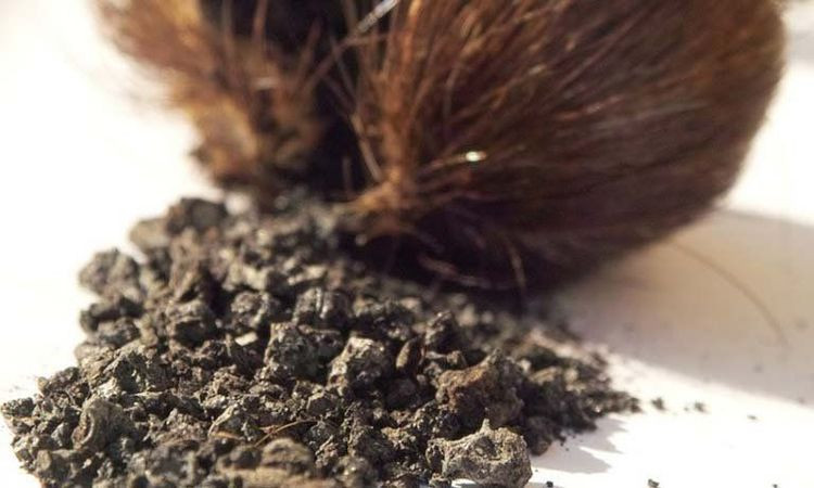 Hình ảnh minh họa các ứng dụng của xạ hương trong điều trị bệnh theo y học cổ truyền