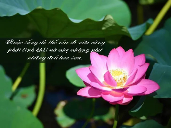 Bông hoa sen trắng tinh khôi vươn mình khỏi bùn lầy, biểu tượng cho sự thanh khiết và nghị lực sống