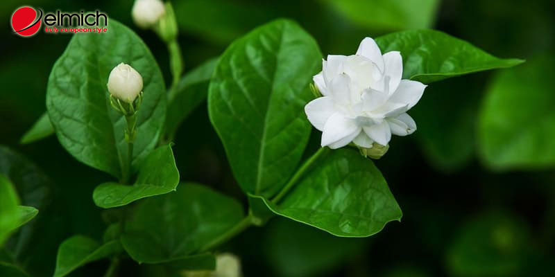 Đặc điểm nổi bật của hoa nhài với sắc trắng tinh khôi và hương thơm dịu nhẹ