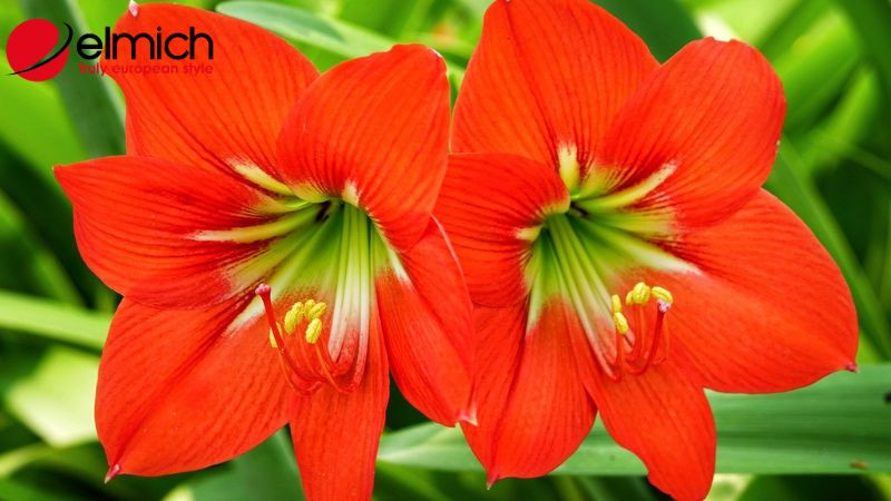 Cận cảnh các đặc điểm dễ nhận biết của hoa loa kèn, từ thân củ đến hình dáng hoa