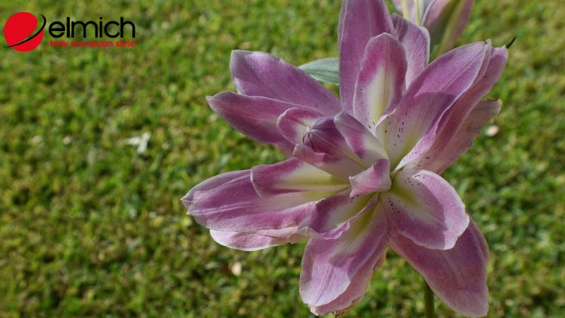 Đa dạng các màu sắc của hoa loa kèn như đỏ, trắng, vàng, hồng, mỗi màu mang một ý nghĩa riêng