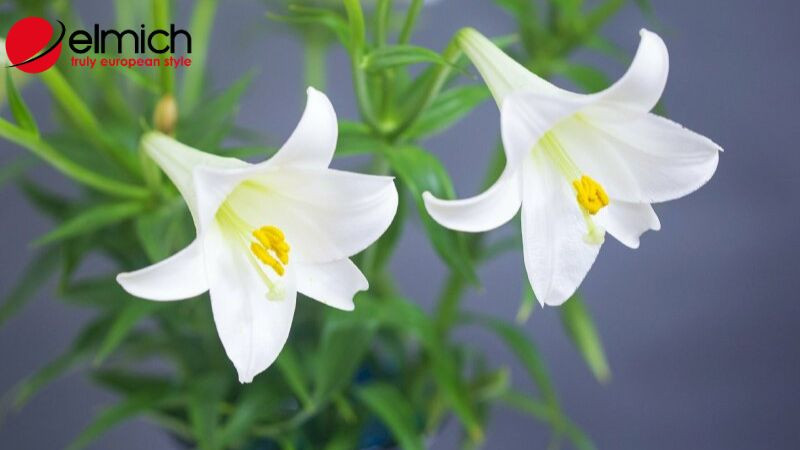 Củ và thân cây loa kèn, minh họa cho các bộ phận được dùng trong y học truyền thống