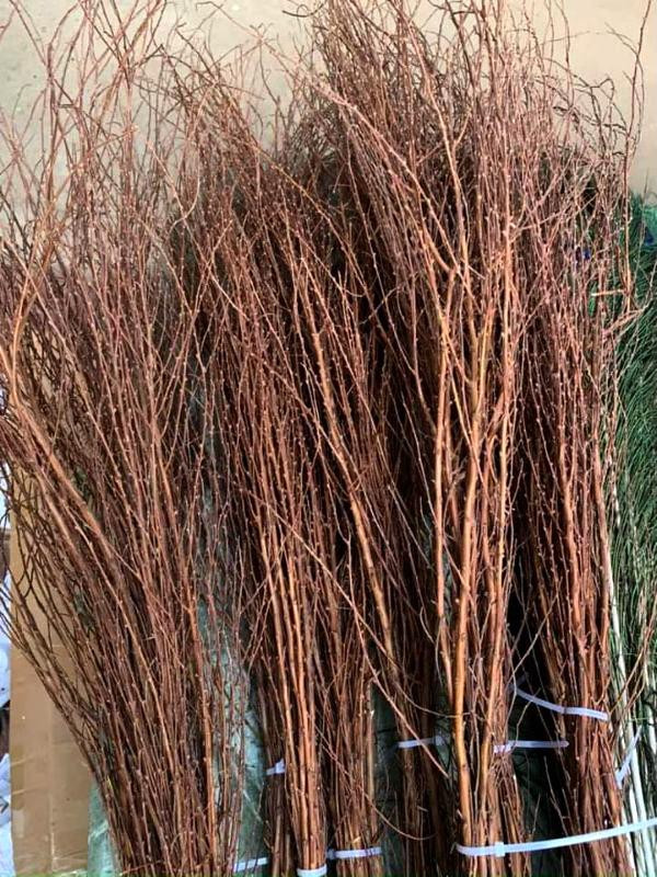 Cành Tuyết Mai ngủ đông khô mộc nhưng ẩn chứa sự sống sắp bừng nở