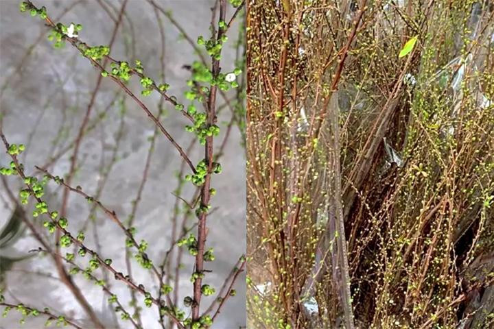 Cận cảnh cành Tuyết Mai với vô vàn nụ và hoa trắng đang hé nở