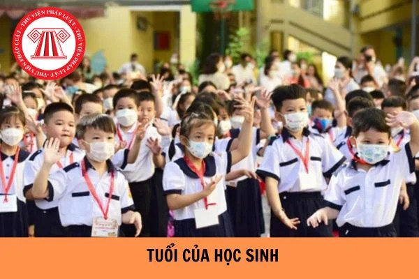 Bảng tổng hợp độ tuổi và năm sinh của học sinh các cấp học năm 2025