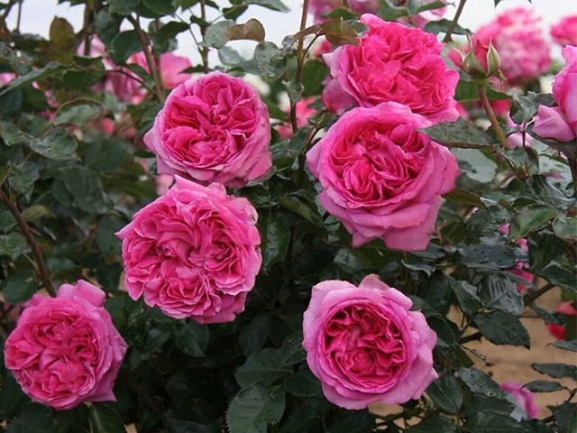 Hoa hồng Bernadette Lafont với hương thơm ngào ngạt
