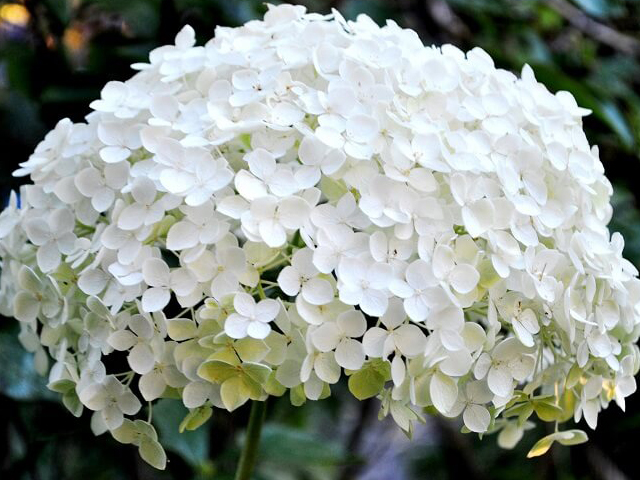 Chọn mua hoa cẩm tú cầu trắng đẹp