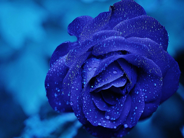 Hoa hồng xanh nở đẹp 