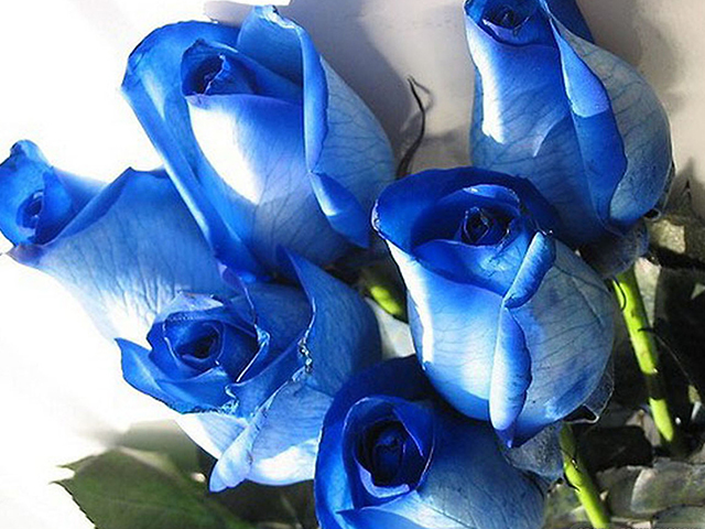 Vẻ đẹp của hoa hồng xanh