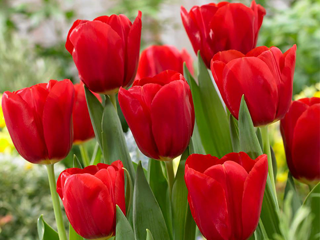 Ý nghĩa của hoa tulip màu đỏ tượng trưng cho tình yêu và sự lãng mạn