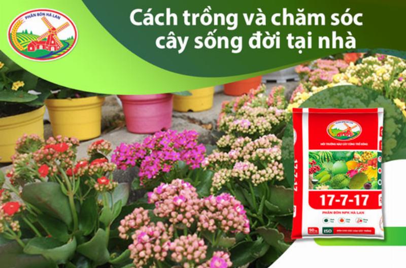 Cách chăm sóc cây sống đời trồng trong chậu