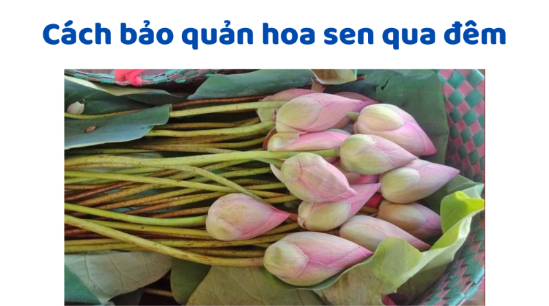 Cách chọn và bảo quản hoa sen