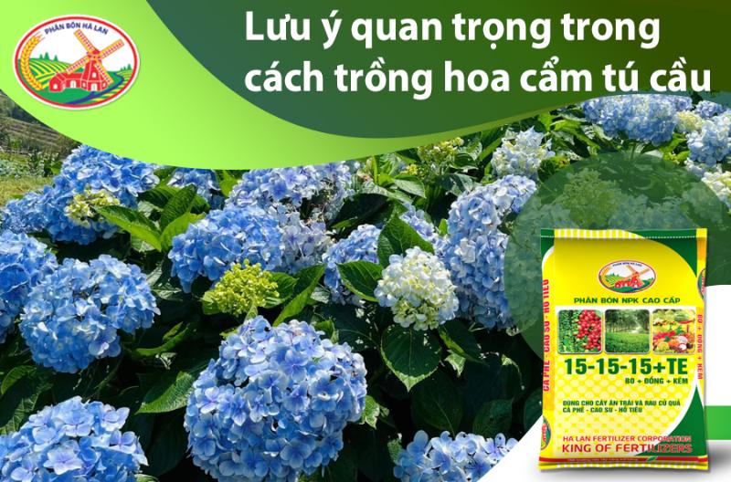 Hướng dẫn chi tiết cách trồng và chăm sóc cẩm tú cầu tại nhà.