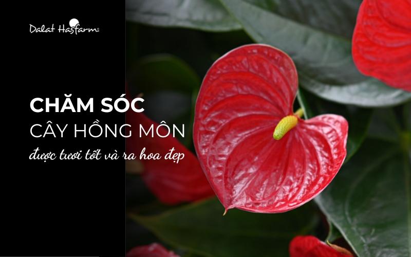 Cách trồng và chăm sóc hồng môn