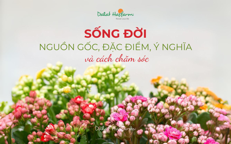 Cây Hoa Sống Đời Nguồn Gốc