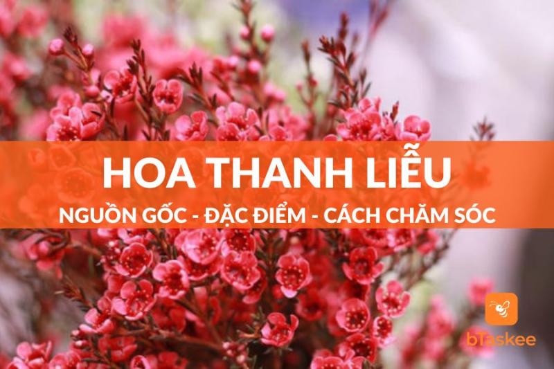 Cây Hoa Thanh Liễu Ứng Dụng