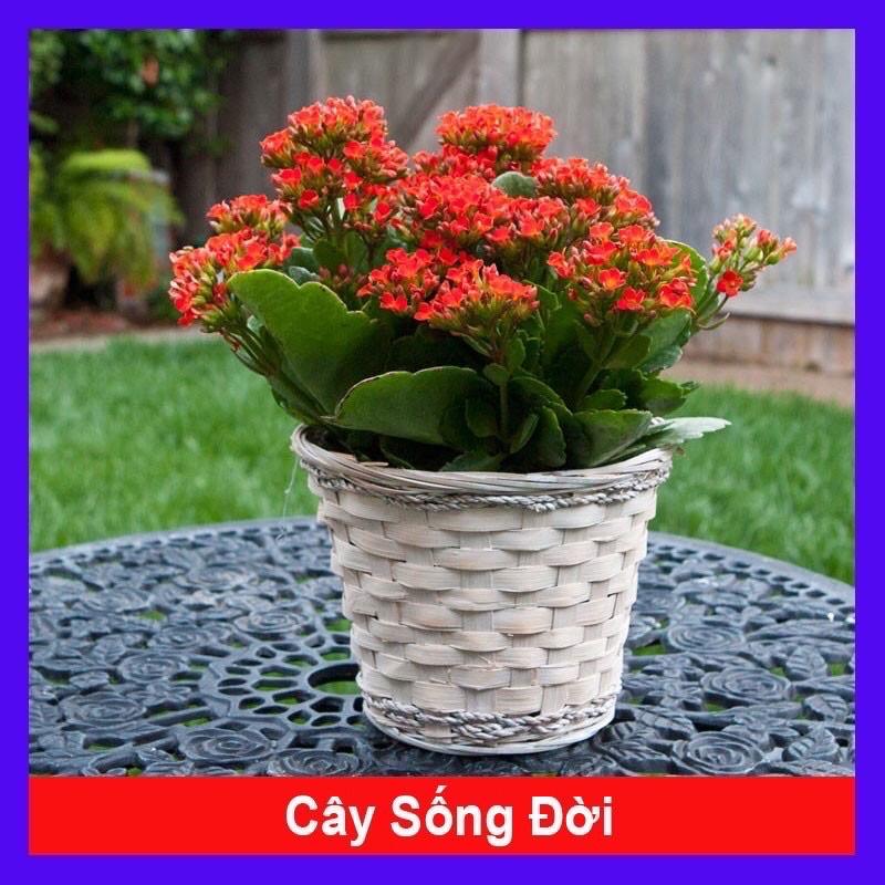 Cây sống đời trong tiểu cảnh