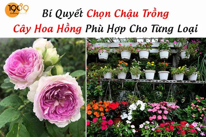 Lựa chọn chậu hoa hồng để bàn phù hợp