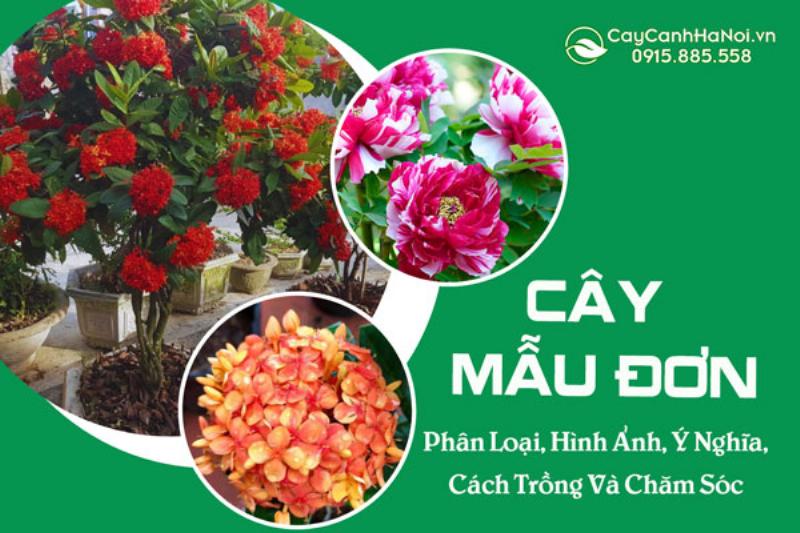 Đặc điểm phân loại hoa mẫu đơn