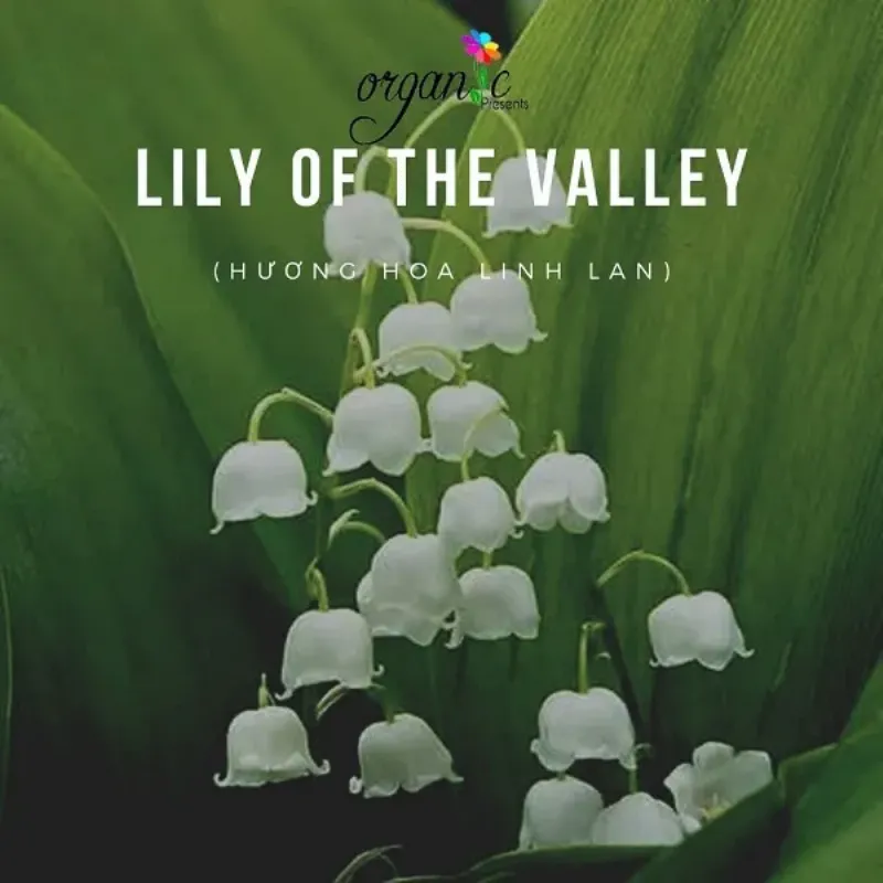 Lily of the Valley Đặc Điểm