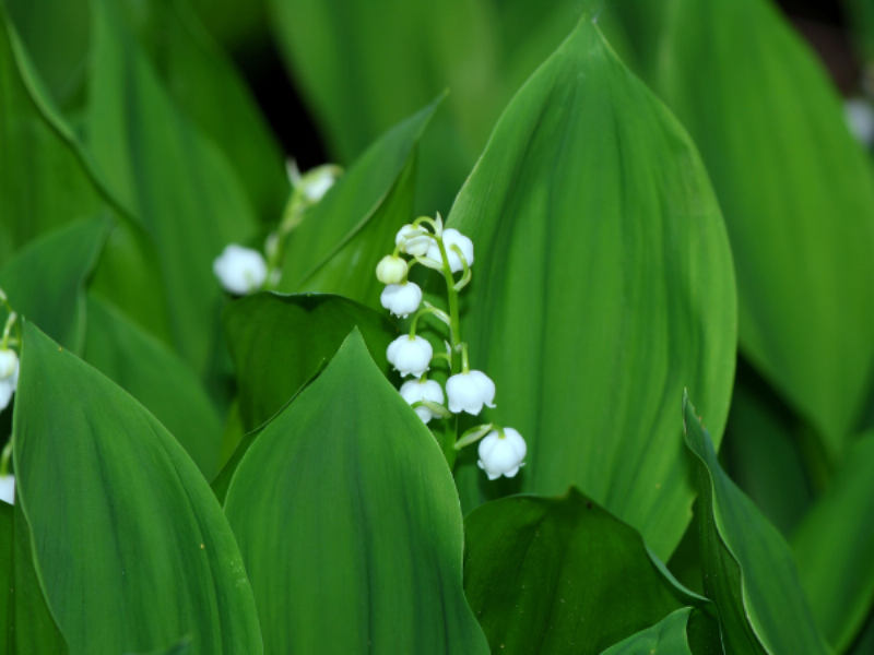 Lily of the Valley Ý nghĩa Ứng dụng