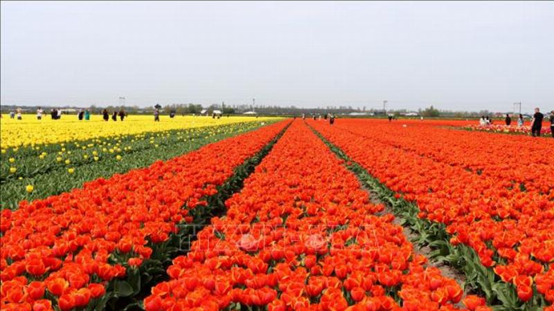 Hoa tulip đỏ rực rỡ trên cánh đồng Hà Lan