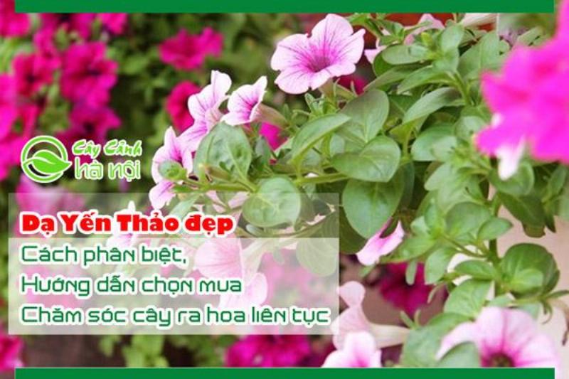 Phân Loại Hoa Dạ Yến Thảo