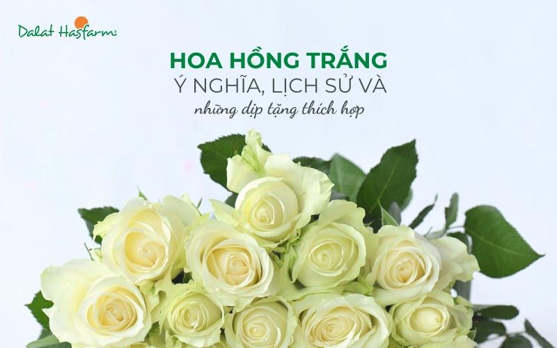 Tại sao nên tặng hoa hồng trắng