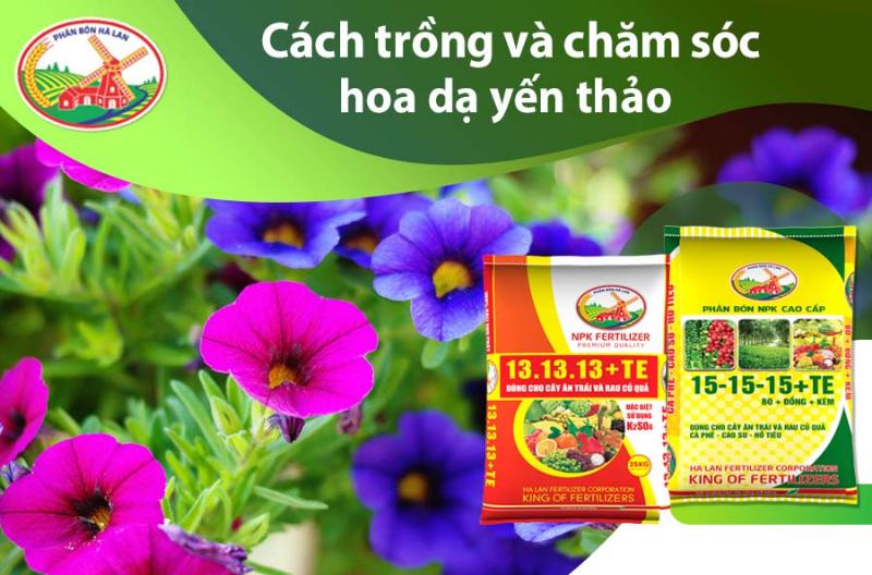 Trồng Và Chăm Sóc Hoa Dạ Yến Thảo