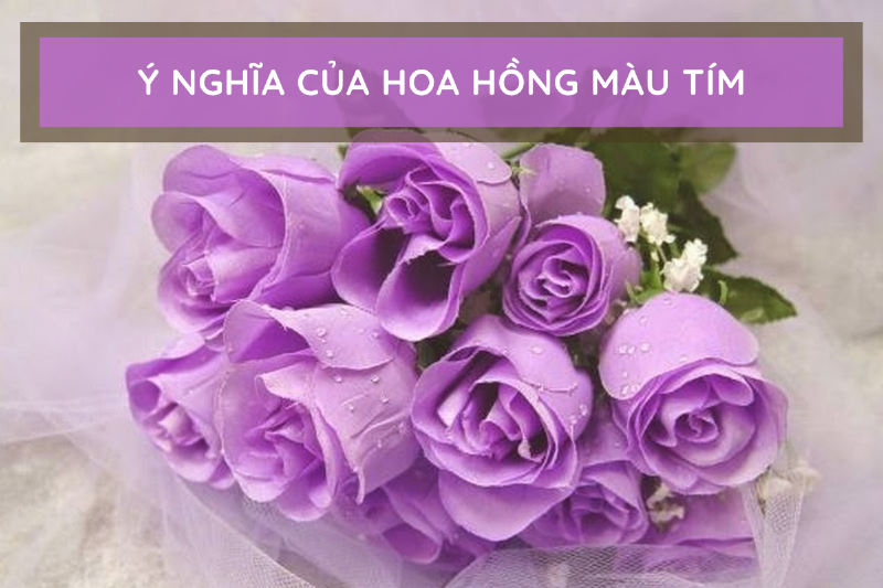 Ý nghĩa hoa hồng tím trong đời sống