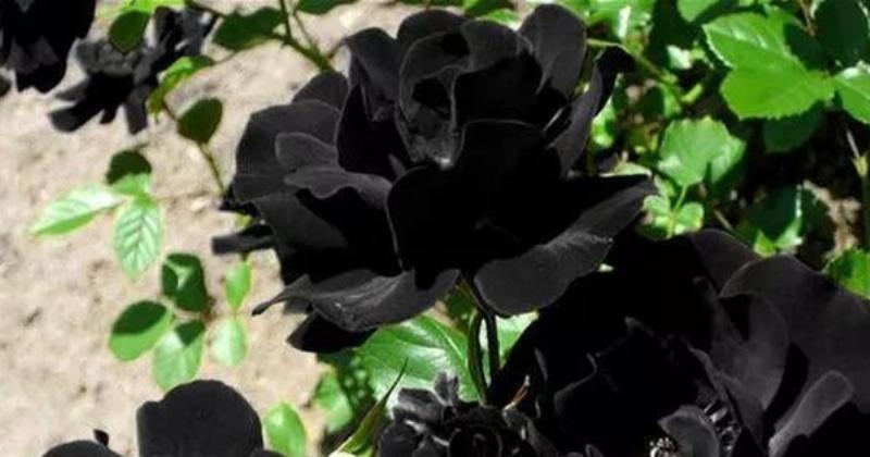 Các loại bông hồng đen: Black Baccara, Black Magic, Black Beauty