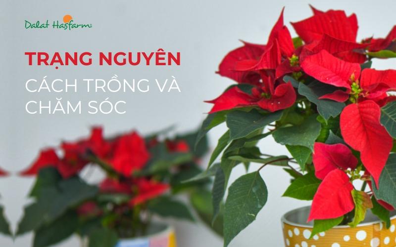 Cách chăm sóc chậu hoa trạng nguyên