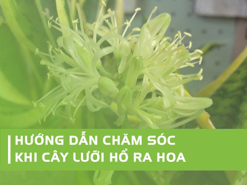 Cây Lưỡi Hổ Ra Hoa Đẹp