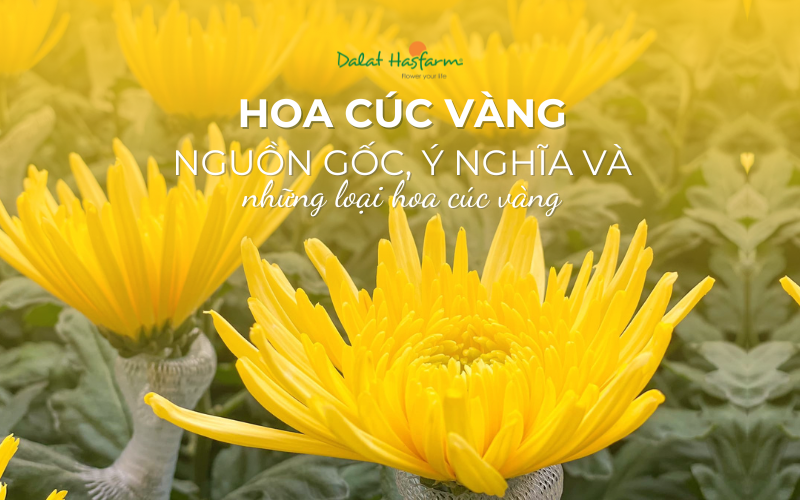 Hoa Cúc Lưới Vàng Kết Hợp Với Các Loại Hoa Khác