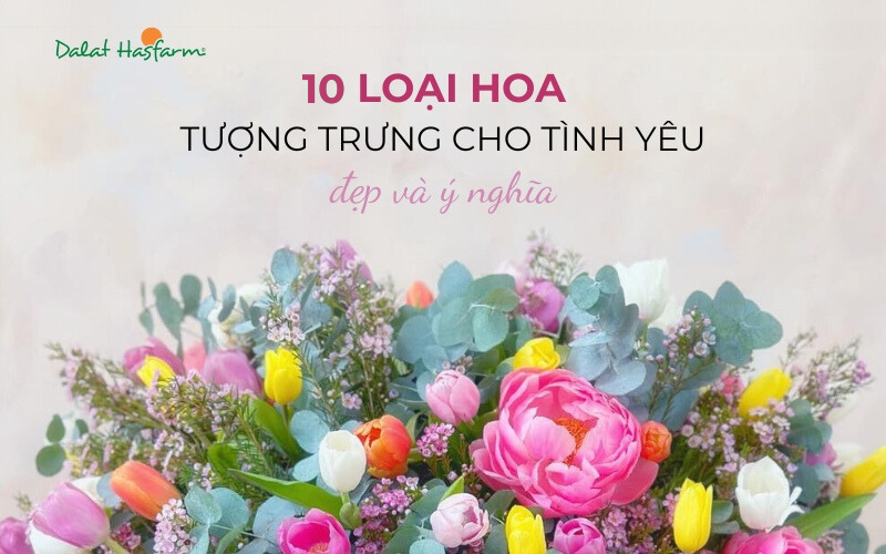 Hoa cúc tím và đỏ: Ý nghĩa tình yêu