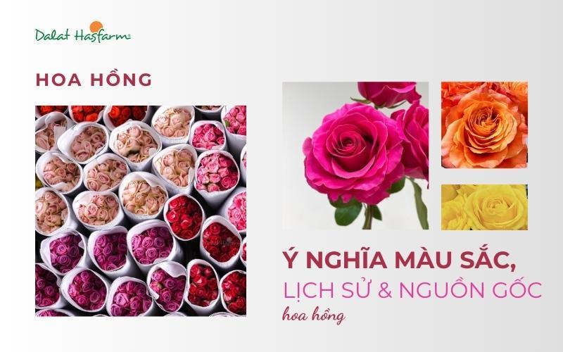 Các sắc thái màu sắc của hoa hồng màu hồng đậm