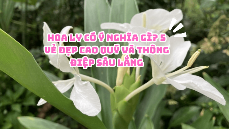 Hoa Ly Tình Yêu Cao Quý