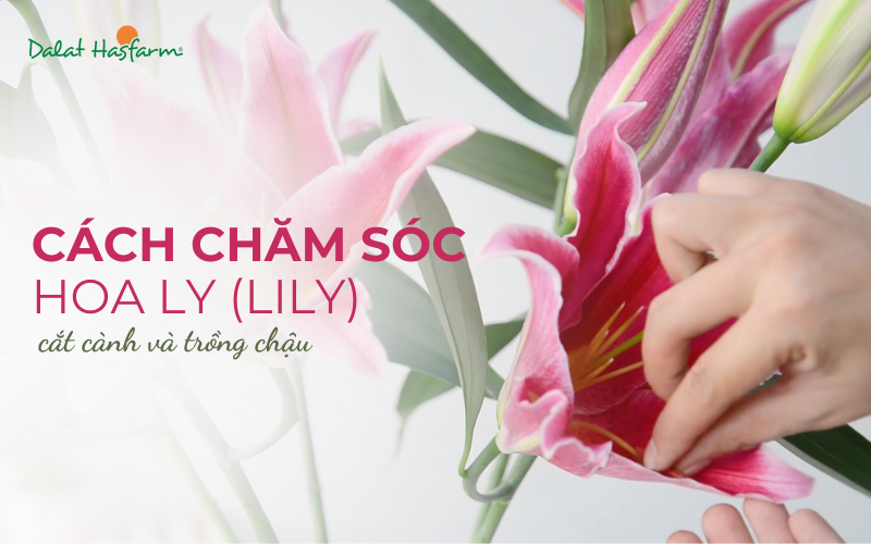 Cách Chăm Sóc Hoa Lyly Tươi Lâu