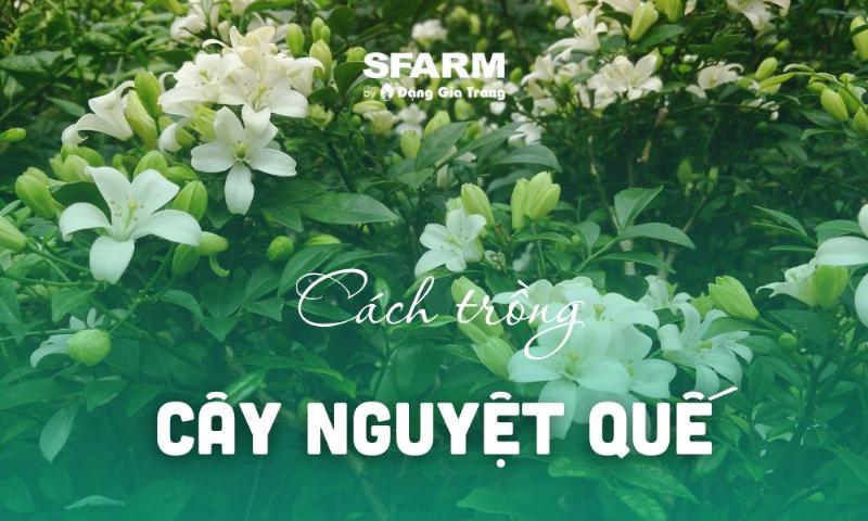 Trồng và chăm sóc cây nguyệt quế